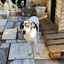 LISSY, Hund, Mischlingshund in Griechenland - Bild 10
