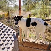 LISSY, Hund, Mischlingshund in Griechenland - Bild 13