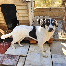 LISSY, Hund, Mischlingshund in Griechenland - Bild 14