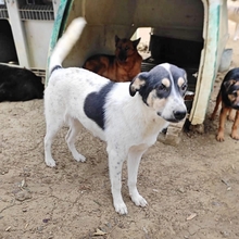 LISSY, Hund, Mischlingshund in Griechenland - Bild 15
