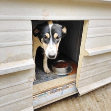 LISSY, Hund, Mischlingshund in Griechenland - Bild 16