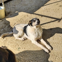 LISSY, Hund, Mischlingshund in Griechenland - Bild 4
