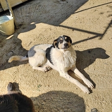 LISSY, Hund, Mischlingshund in Griechenland - Bild 5