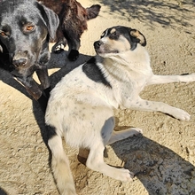 LISSY, Hund, Mischlingshund in Griechenland - Bild 6