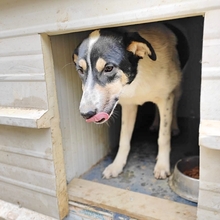 LISSY, Hund, Mischlingshund in Griechenland - Bild 8