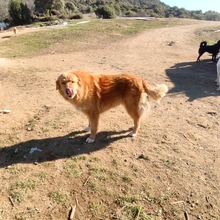 SANA, Hund, Mischlingshund in Griechenland - Bild 3