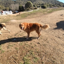 SANA, Hund, Mischlingshund in Griechenland - Bild 4