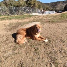 SANA, Hund, Mischlingshund in Griechenland - Bild 5