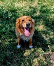 SANA, Hund, Mischlingshund in Griechenland - Bild 8