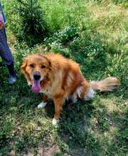 SANA, Hund, Mischlingshund in Griechenland - Bild 9