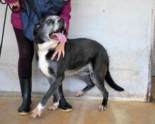 ANNETTA, Hund, Mischlingshund in Italien - Bild 5