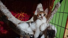 POLLY, Katze, Europäisch Kurzhaar in Bulgarien - Bild 3