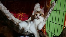 POLLY, Katze, Europäisch Kurzhaar in Bulgarien - Bild 4