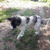 HEIDI, Hund, Kaukasischer Owtcharka-Mix in Ungarn - Bild 6