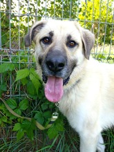 KOKOS, Hund, Mischlingshund in Slowakische Republik - Bild 2