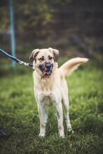 KOKOS, Hund, Mischlingshund in Slowakische Republik - Bild 4