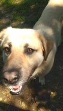 KOKOS, Hund, Mischlingshund in Slowakische Republik - Bild 5