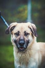 KOKOS, Hund, Mischlingshund in Slowakische Republik - Bild 7