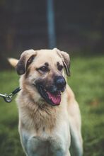 KOKOS, Hund, Mischlingshund in Slowakische Republik - Bild 8