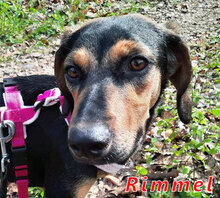 RIMMEL, Hund, Mischlingshund in Schwalmtal - Bild 11