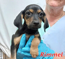 RIMMEL, Hund, Mischlingshund in Schwalmtal - Bild 20