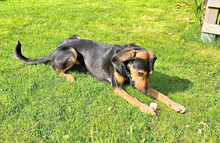 RIMMEL, Hund, Mischlingshund in Schwalmtal - Bild 3