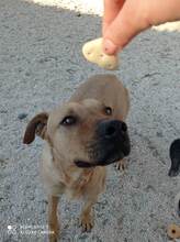 RAN, Hund, Mischlingshund in Griechenland - Bild 3