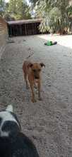 RAN, Hund, Mischlingshund in Rodalben - Bild 5
