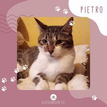 PIETRO, Katze, Europäisch Kurzhaar in Bulgarien - Bild 1