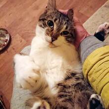 PIETRO, Katze, Europäisch Kurzhaar in Bulgarien - Bild 10