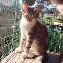 PIETRO, Katze, Europäisch Kurzhaar in Bulgarien - Bild 5