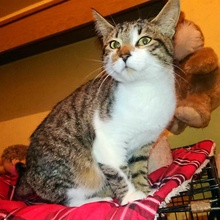 PIETRO, Katze, Europäisch Kurzhaar in Bulgarien - Bild 7