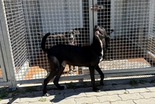 SIMBA, Hund, Labrador-Mix in Italien - Bild 10