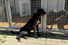 SIMBA, Hund, Labrador-Mix in Italien - Bild 11