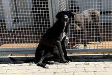 SIMBA, Hund, Labrador-Mix in Italien - Bild 12