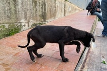 SIMBA, Hund, Labrador-Mix in Italien - Bild 19