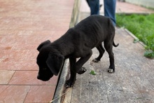 SIMBA, Hund, Labrador-Mix in Italien - Bild 20