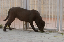 SIMBA, Hund, Labrador-Mix in Italien - Bild 5