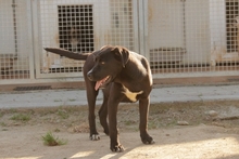 SIMBA, Hund, Labrador-Mix in Italien - Bild 6