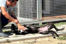 SILLY, Hund, Labrador-Mix in Italien - Bild 12