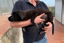 SILLY, Hund, Labrador-Mix in Italien - Bild 25