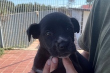 SILLY, Hund, Labrador-Mix in Italien - Bild 27