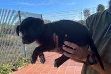 SILLY, Hund, Labrador-Mix in Italien - Bild 28