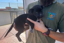 SILLY, Hund, Labrador-Mix in Italien - Bild 29