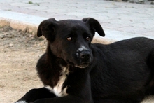 SILLY, Hund, Labrador-Mix in Italien - Bild 3
