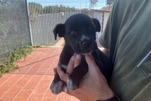 SILLY, Hund, Labrador-Mix in Italien - Bild 30