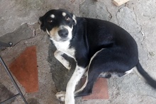SILLY, Hund, Labrador-Mix in Italien - Bild 31