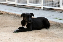 SILLY, Hund, Labrador-Mix in Italien - Bild 4