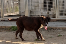 SALLY, Hund, Labrador-Mix in Italien - Bild 10