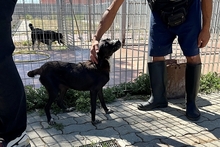 SALLY, Hund, Labrador-Mix in Italien - Bild 11